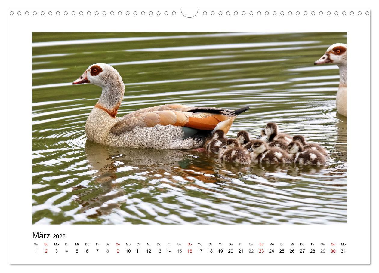 Bild: 9783383977046 | Gänse, geselliges Federvieh (Wandkalender 2025 DIN A3 quer),...