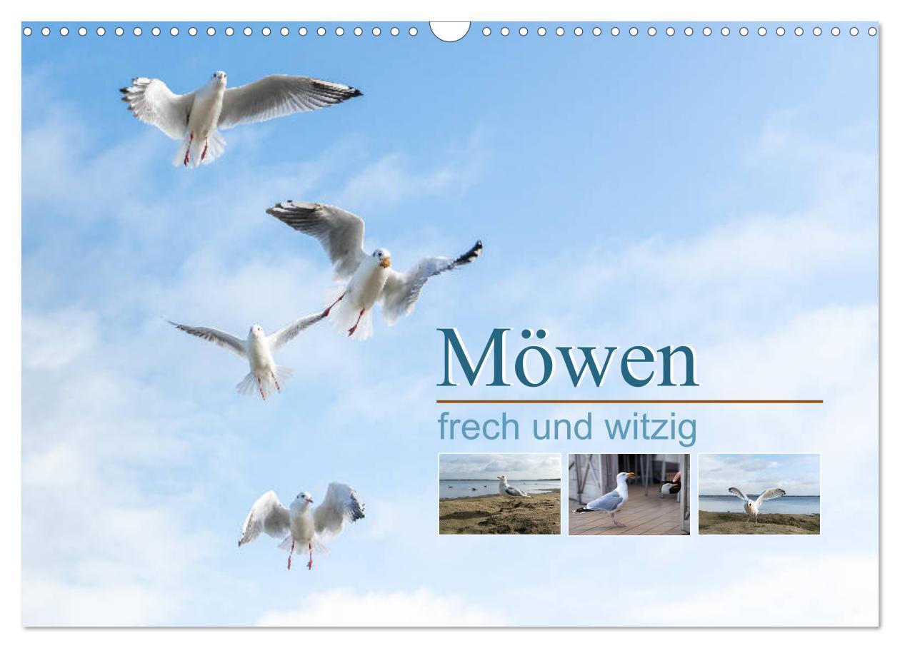 Cover: 9783435177493 | Möwen frech und witzig (Wandkalender 2025 DIN A3 quer), CALVENDO...