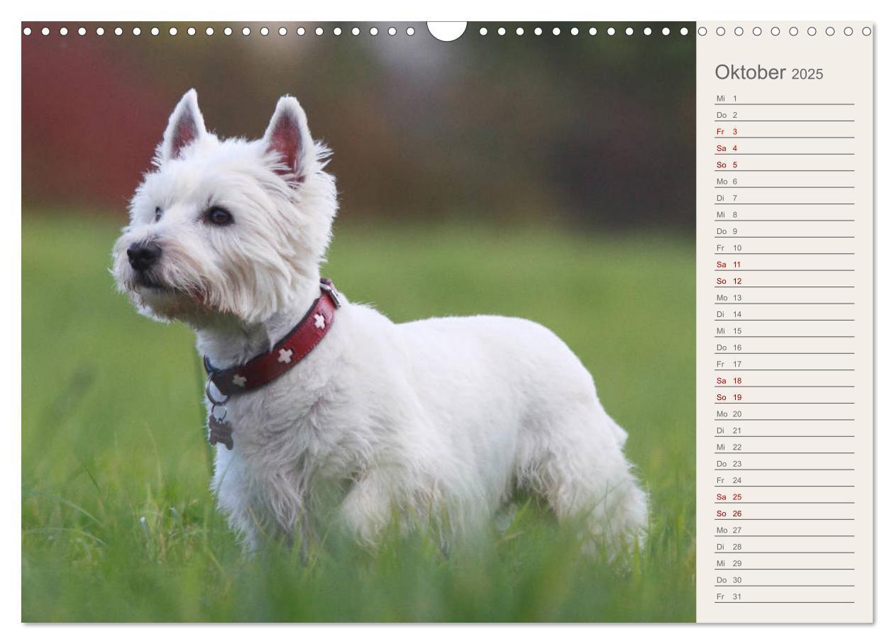 Bild: 9783435408290 | West Highland White Terrier - Selbstbewustes Powerpaket - der...