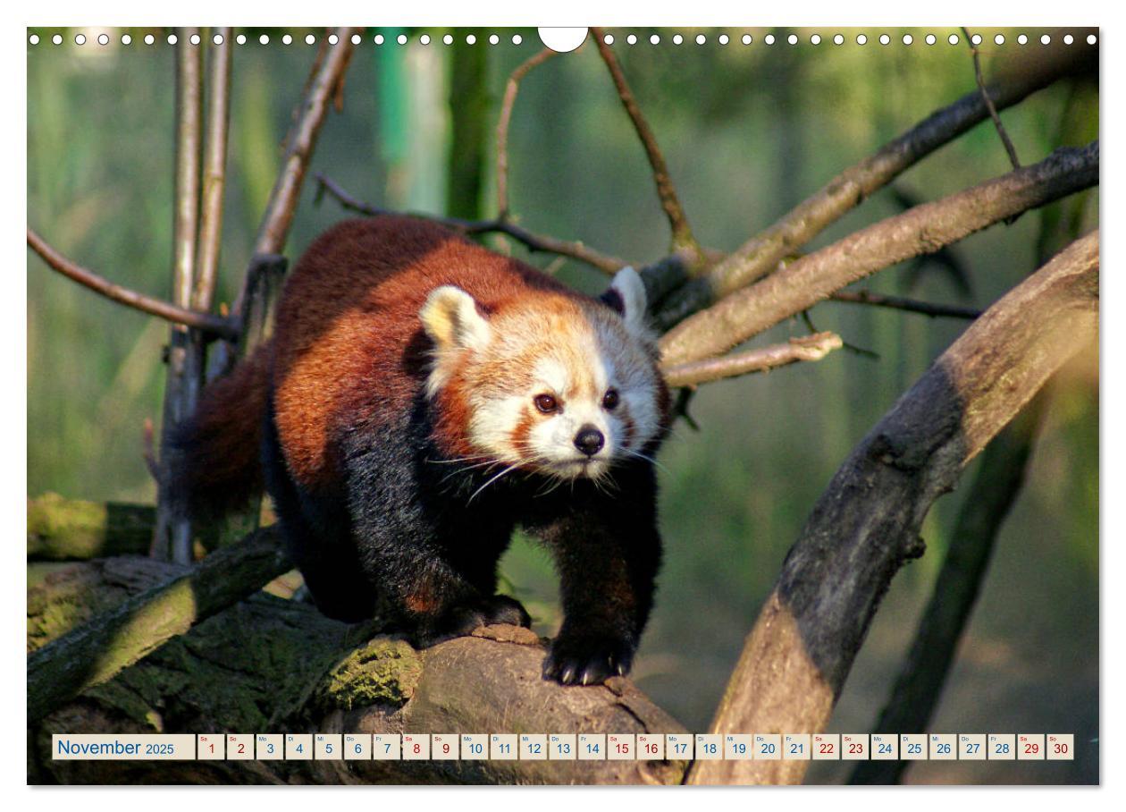 Bild: 9783435357192 | Kleiner Panda auf Entdeckungstour (Wandkalender 2025 DIN A3 quer),...