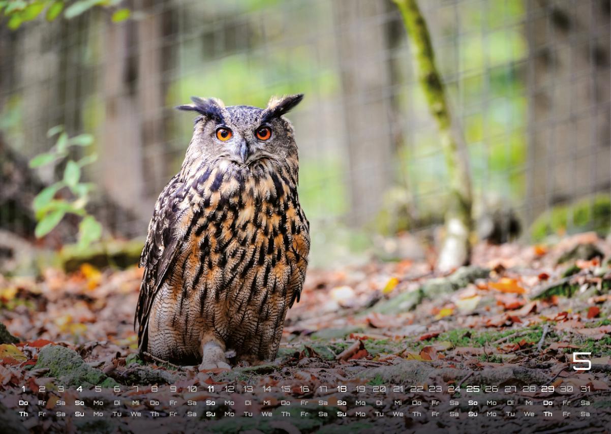 Bild: 9783986733957 | Eulen - Wächter der Nacht - 2025 - Kalender DIN A3 | GP-Fever. de