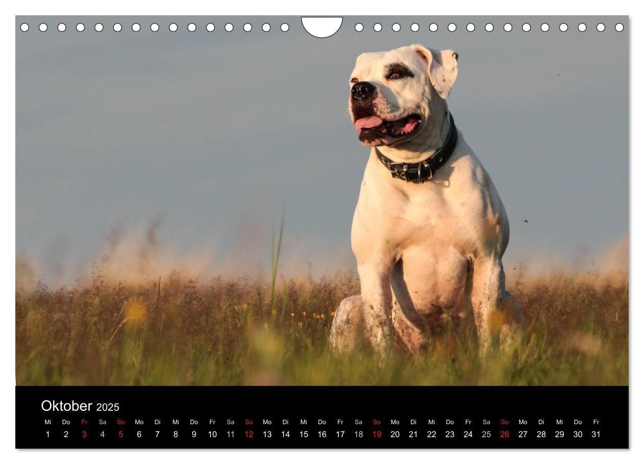 Bild: 9783435656707 | American Bulldog - stolz, loyal, einzigartig (Wandkalender 2025 DIN...