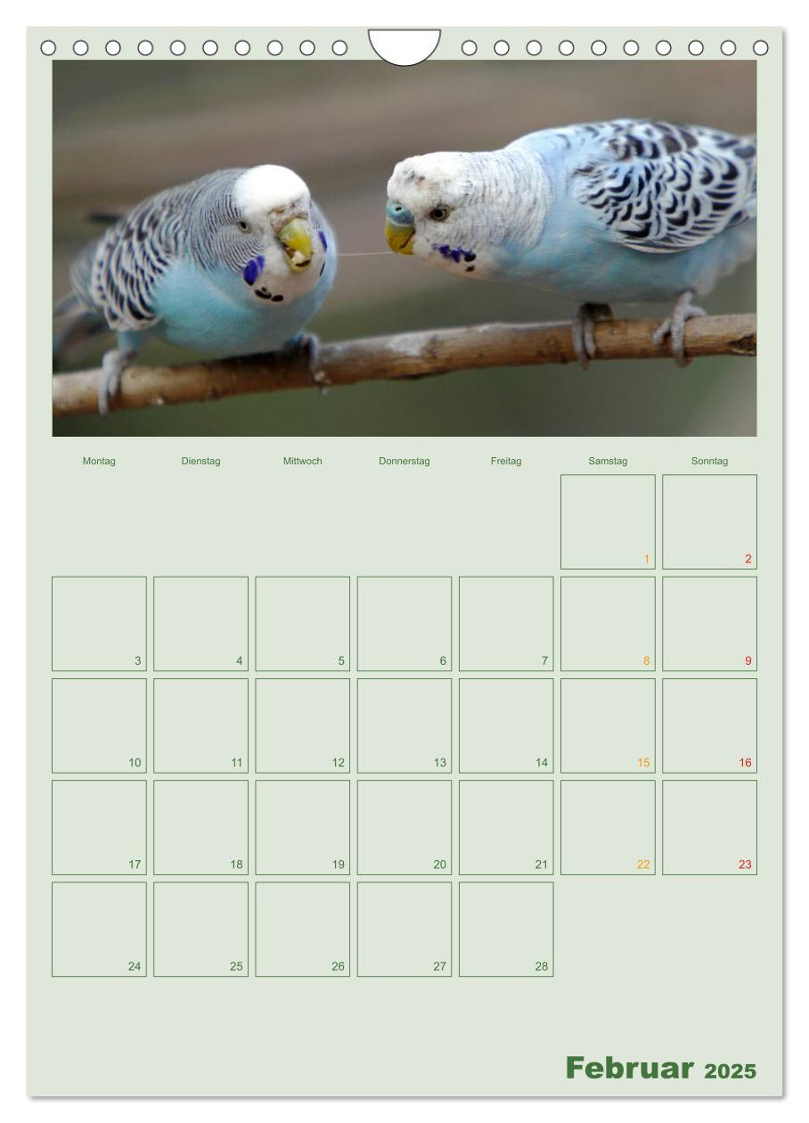 Bild: 9783457076156 | Wellensittiche Terminplaner (Wandkalender 2025 DIN A4 hoch),...