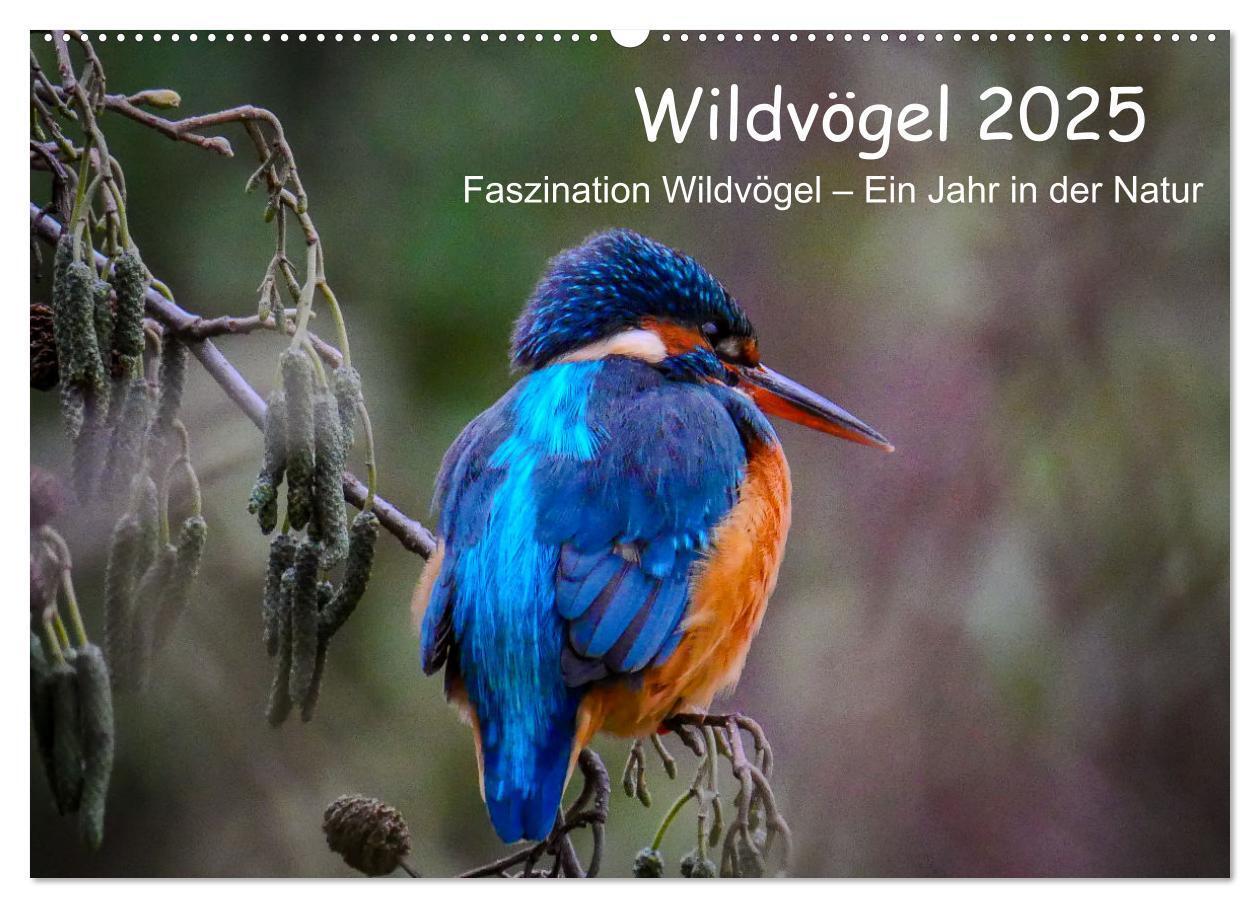 Cover: 9783457209790 | Wildvögel 2025 (Wandkalender 2025 DIN A2 quer), CALVENDO...