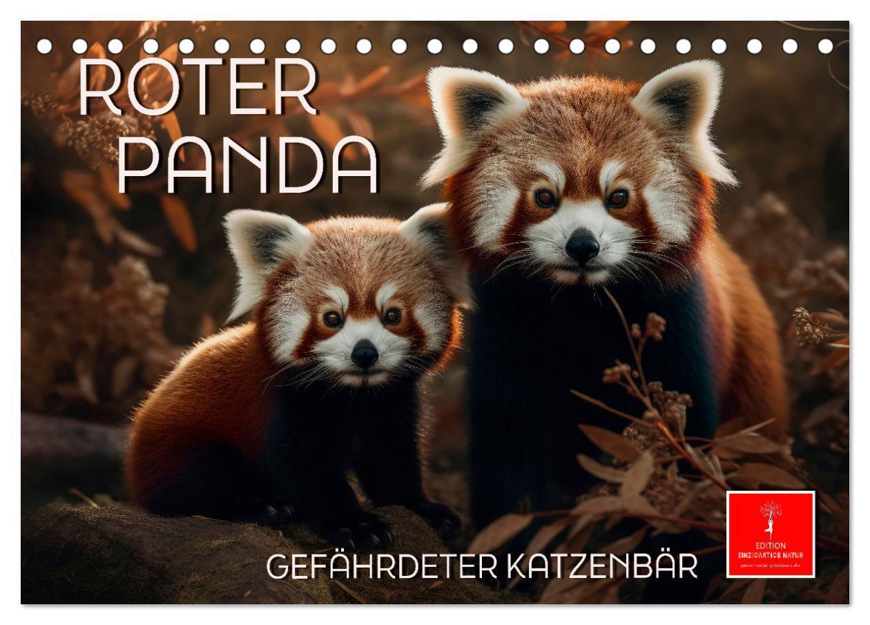 Cover: 9783675772007 | Roter Panda - gefährdeter Katzenbär (Tischkalender 2024 DIN A5...