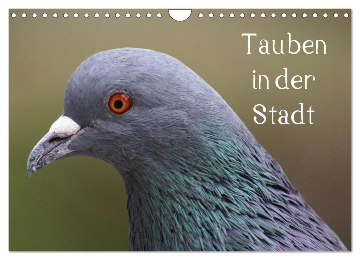 Cover: 9783435816200 | Tauben in der Stadt (Wandkalender 2025 DIN A4 quer), CALVENDO...