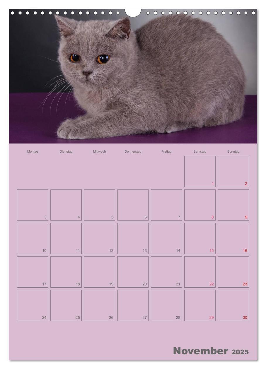 Bild: 9783457074480 | Britisch Kurzhaar Katzen - Planer (Wandkalender 2025 DIN A3 hoch),...