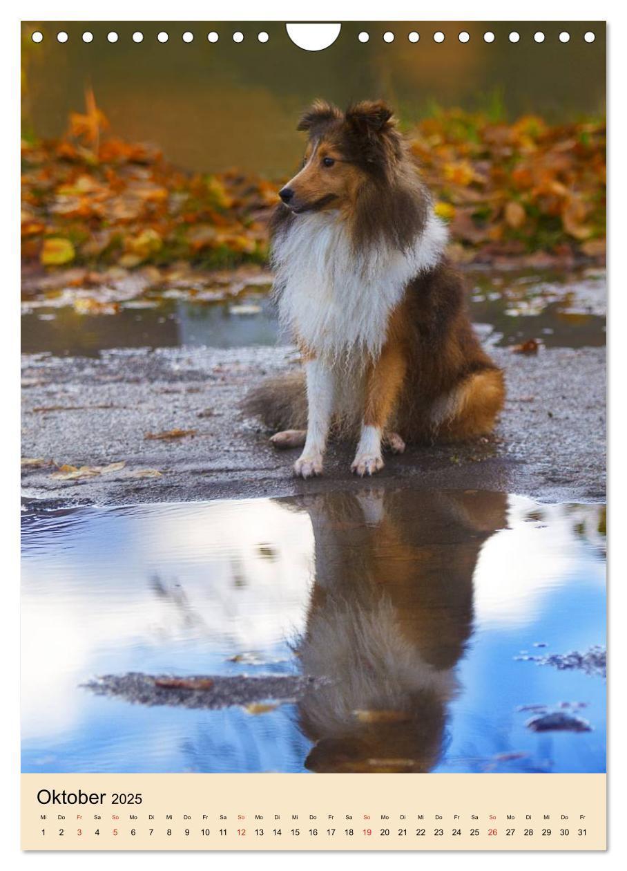 Bild: 9783457041130 | Mit Shelties durchs Jahr (Wandkalender 2025 DIN A4 hoch), CALVENDO...