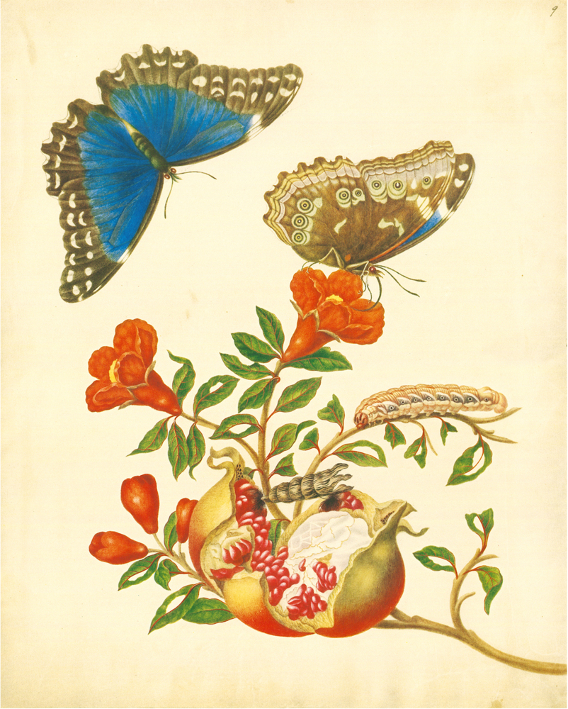 Bild: 9783968490151 | Maria Sibylla Merian - St. Petersburger Aquarelle | Merian | Buch