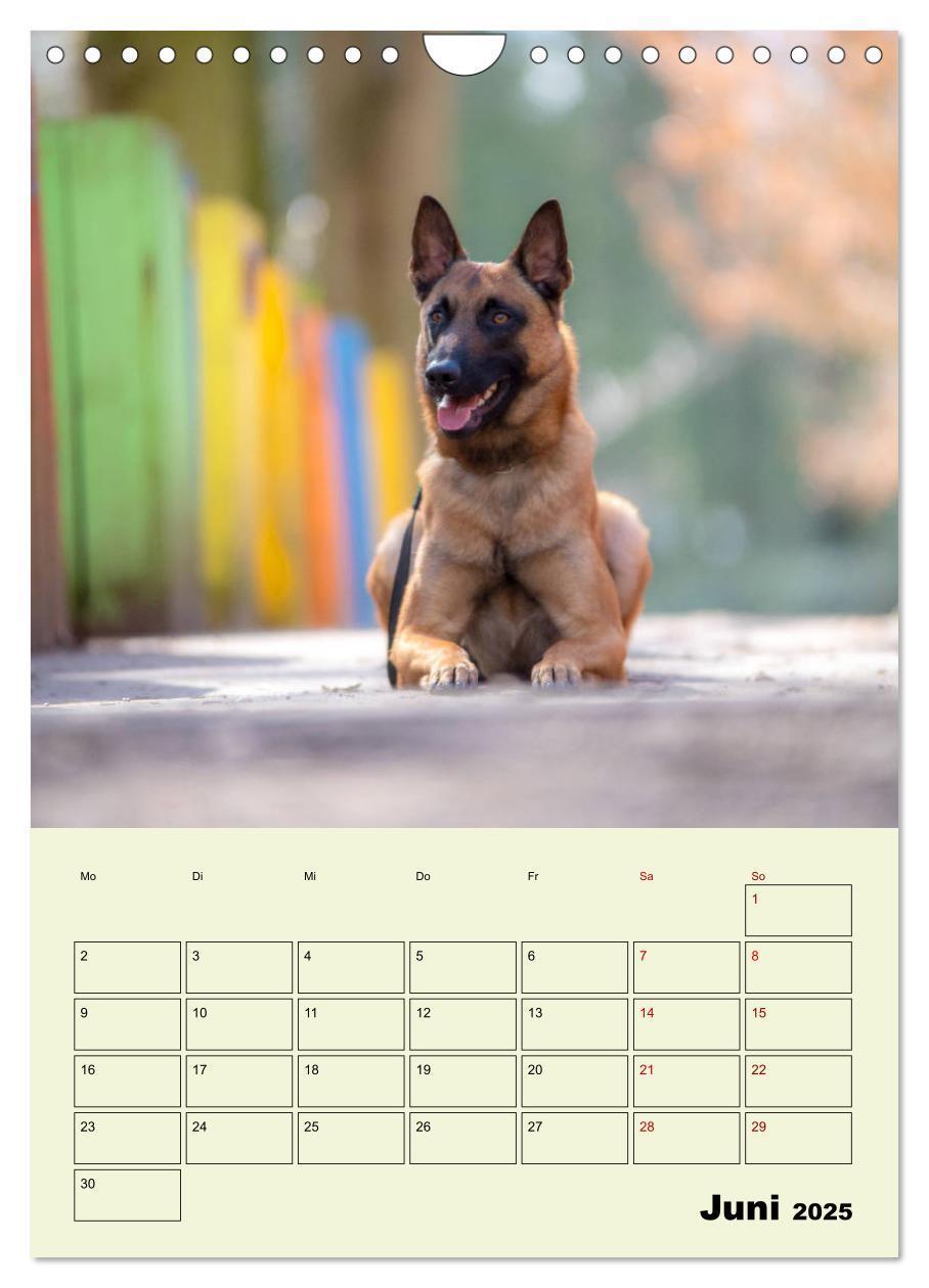 Bild: 9783435947447 | Malinois verlässliche Begleiter (Wandkalender 2025 DIN A4 hoch),...