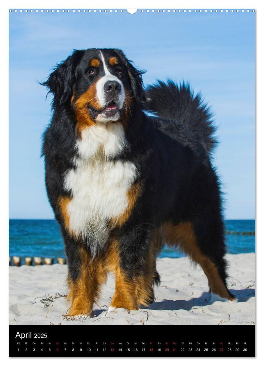 Bild: 9783457068830 | Berner Sennenhund 2025 (Wandkalender 2025 DIN A2 hoch), CALVENDO...