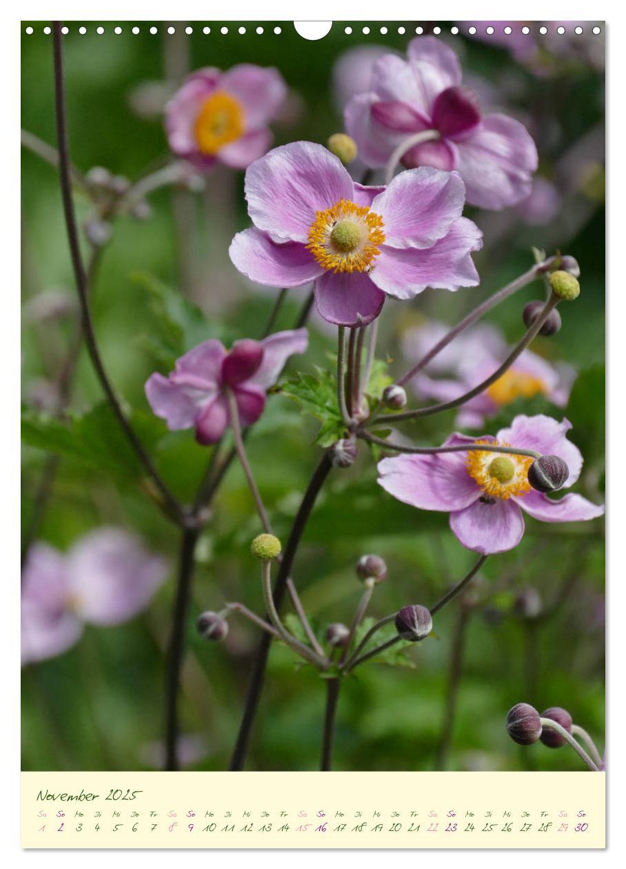 Bild: 9783435936564 | Blütenzauber im Garten (Wandkalender 2025 DIN A3 hoch), CALVENDO...