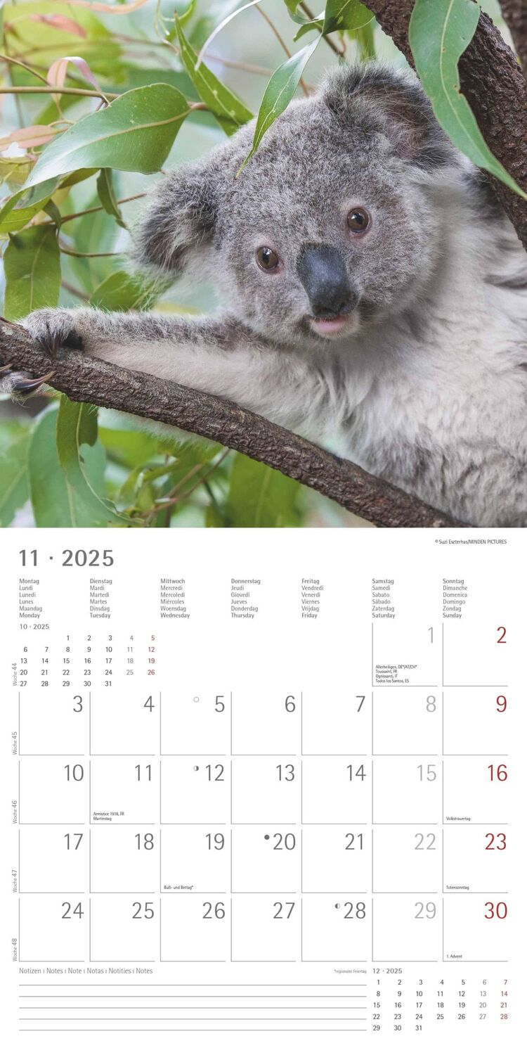 Bild: 4251732340759 | Koalas 2025 - Broschürenkalender 30x30 cm (30x60 geöffnet) -...