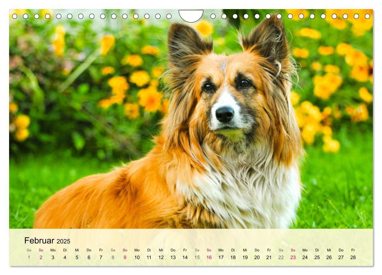 Bild: 9783435020119 | Welsh Corgi. Zauberhafter Dickkopf auf kurzen Beinen (Wandkalender...