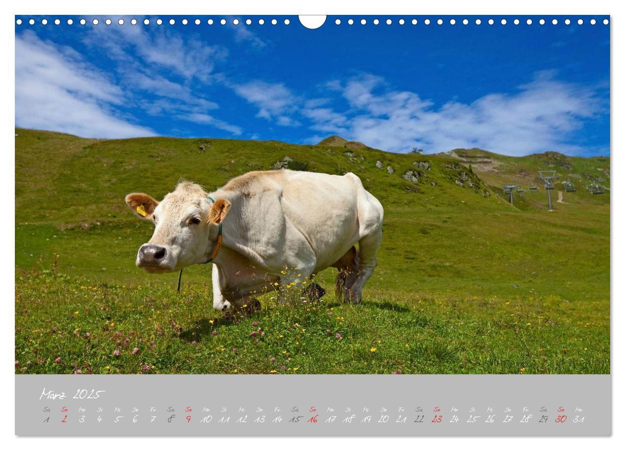 Bild: 9783435536078 | Friedliche Kühe (Wandkalender 2025 DIN A3 quer), CALVENDO...