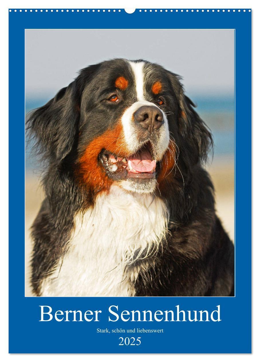 Cover: 9783435960200 | Berner Sennenhund - stark , schön und liebenswert (Wandkalender...