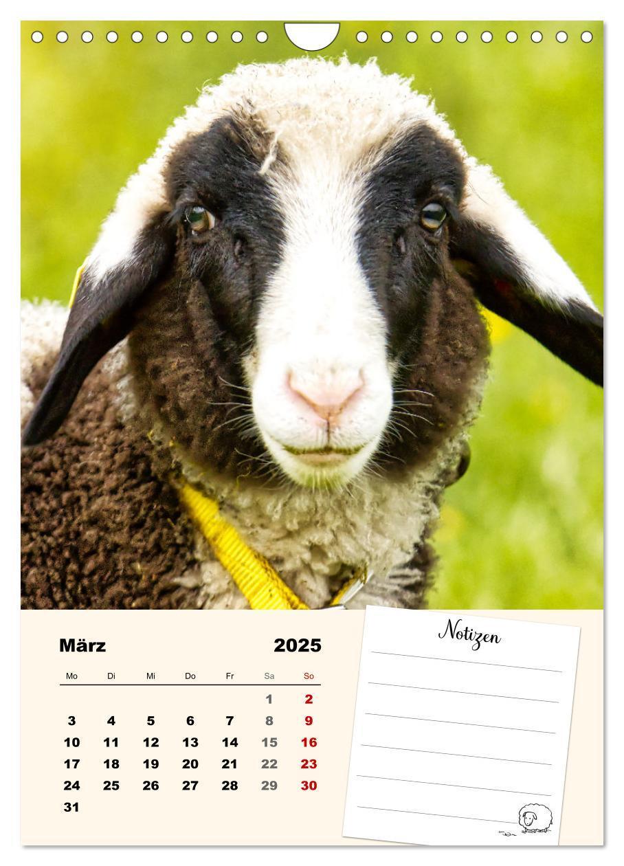 Bild: 9783435844517 | Lämmerglück (Wandkalender 2025 DIN A4 hoch), CALVENDO Monatskalender