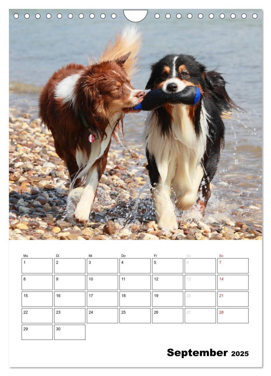 Bild: 9783457080658 | Australian Shepherd (Wandkalender 2025 DIN A4 hoch), CALVENDO...