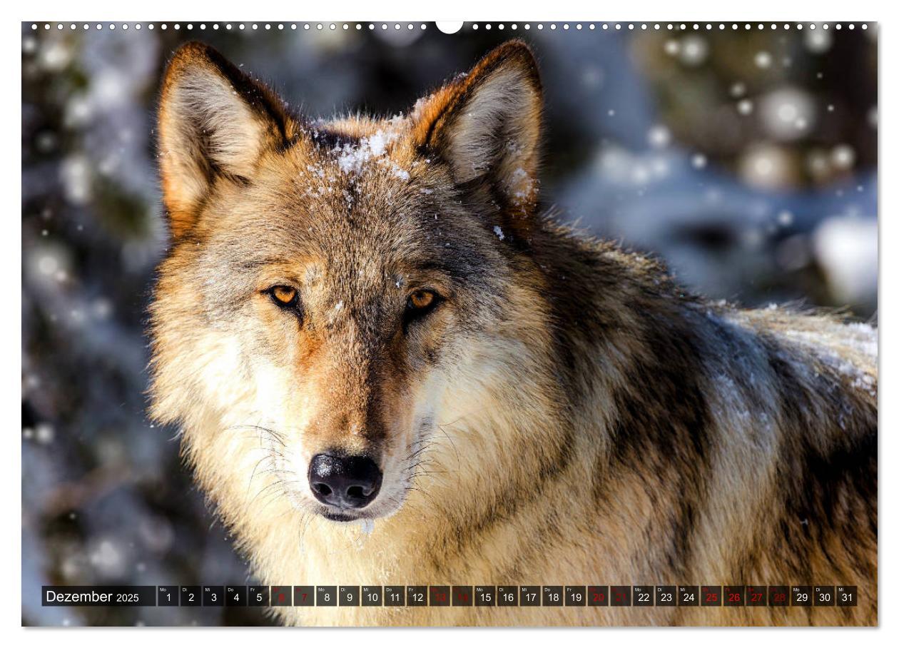 Bild: 9783435259519 | Begegnung mit dem Wolf (hochwertiger Premium Wandkalender 2025 DIN...