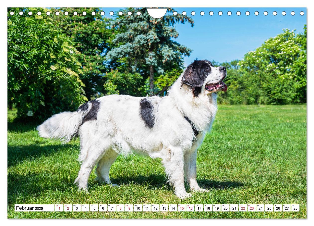 Bild: 9783383859618 | Traumhund Landseer (Wandkalender 2025 DIN A4 quer), CALVENDO...