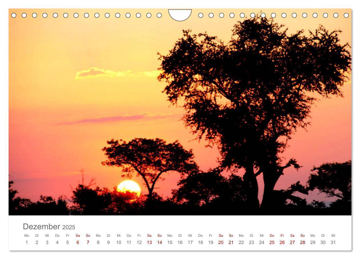 Bild: 9783435233694 | Safari / Afrika (Wandkalender 2025 DIN A4 quer), CALVENDO...