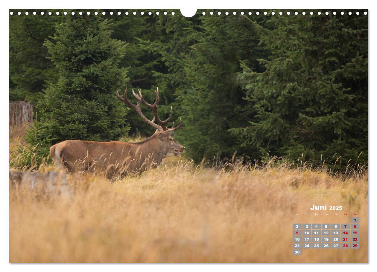 Bild: 9783435003877 | Krafttier Hirsch (Wandkalender 2025 DIN A3 quer), CALVENDO...