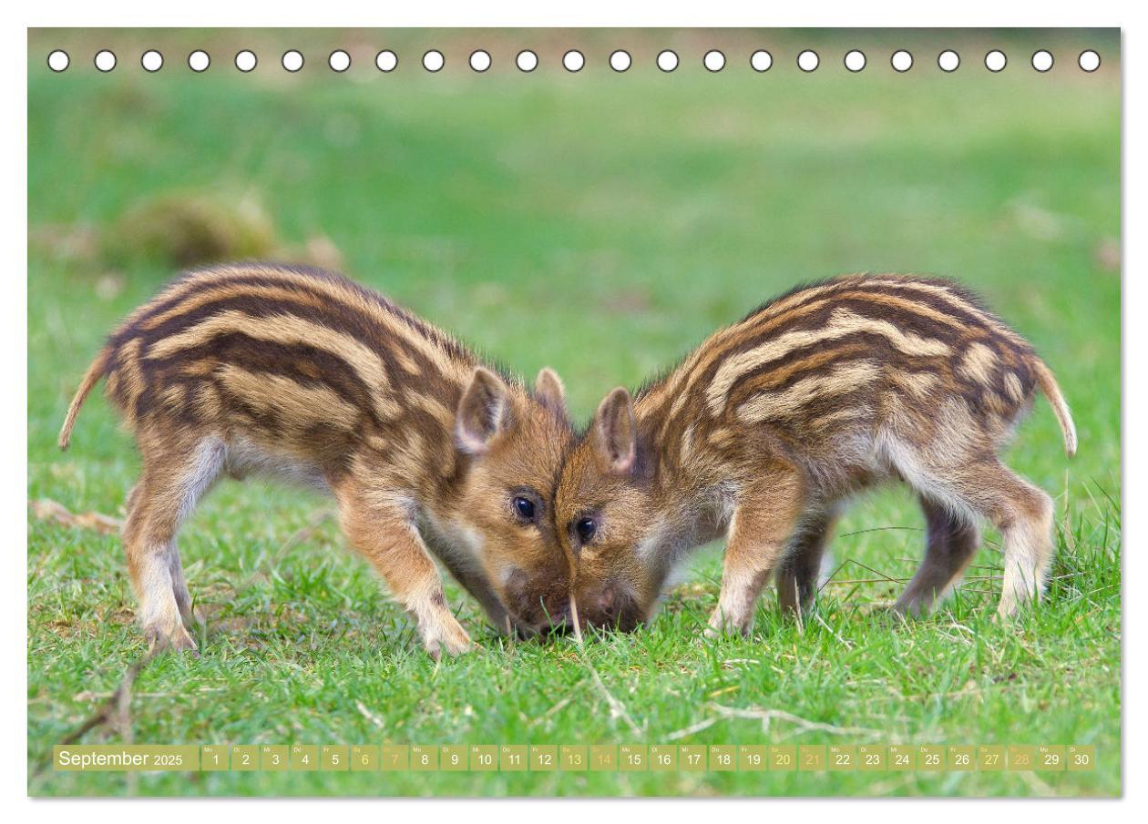 Bild: 9783457183793 | Wald-Kindergarten: Tierkinder im Wald (Tischkalender 2025 DIN A5...