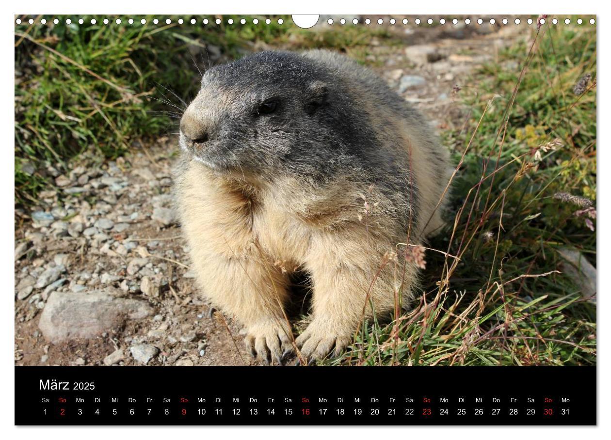 Bild: 9783435784219 | Murmeltiere (Wandkalender 2025 DIN A3 quer), CALVENDO Monatskalender