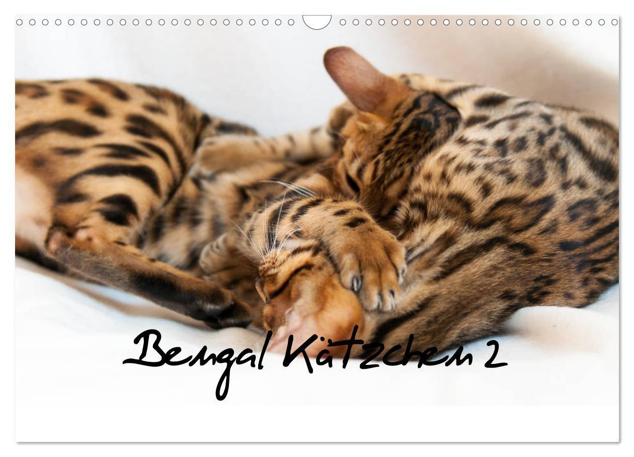 Cover: 9783675687141 | Bengal Kätzchen 2 (Wandkalender 2024 DIN A3 quer), CALVENDO...