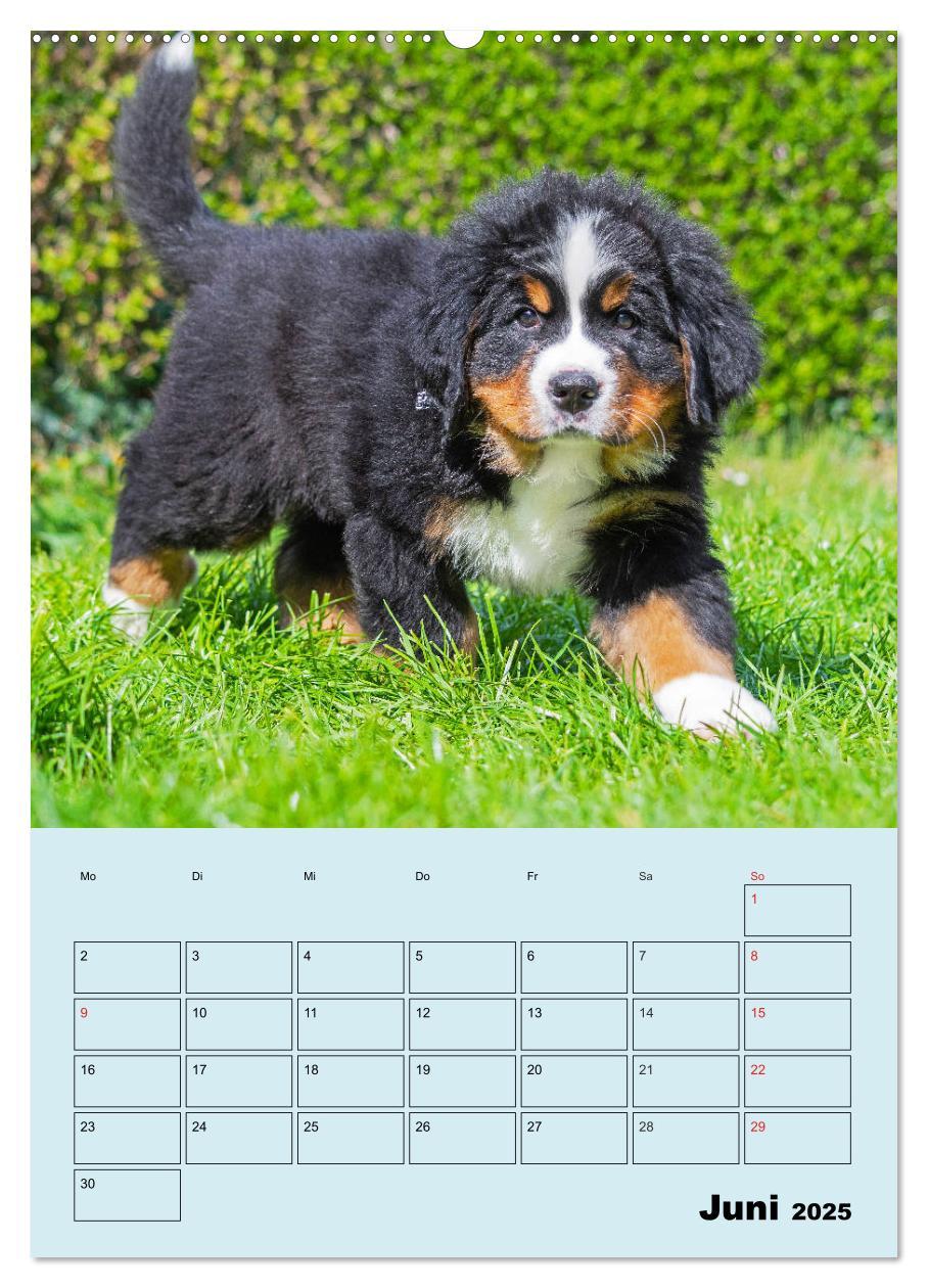 Bild: 9783435958672 | Familienplaner Berner Sennenhund Welpen (Wandkalender 2025 DIN A2...