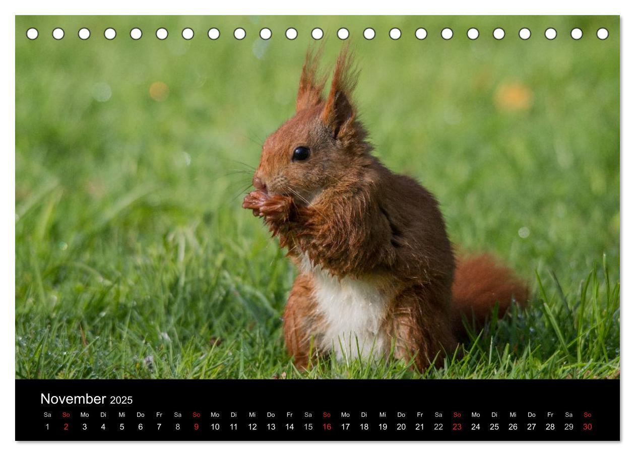 Bild: 9783435669271 | Mit dem Eichhörnchen durchs Jahr (Tischkalender 2025 DIN A5 quer),...