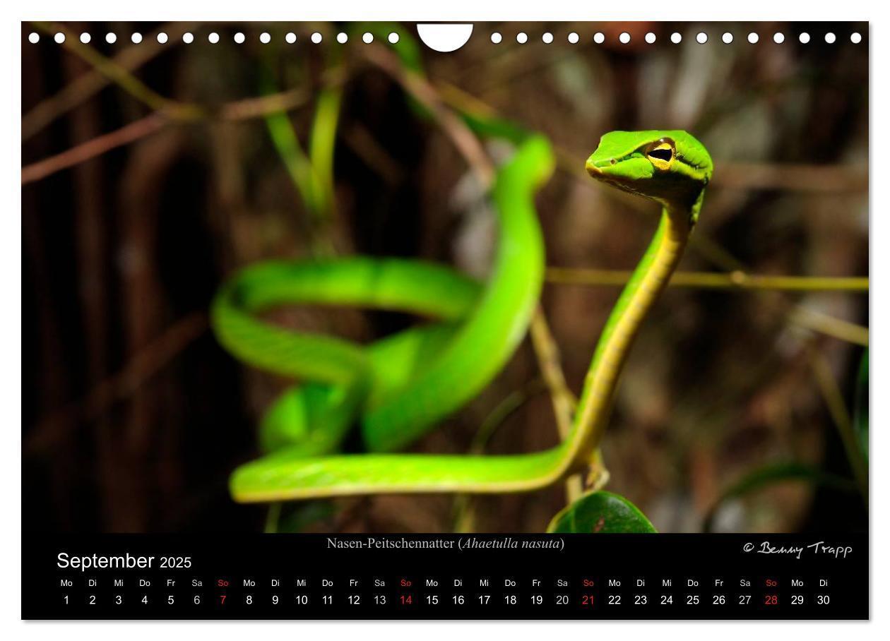 Bild: 9783435774548 | REPTILIEN (Wandkalender 2025 DIN A4 quer), CALVENDO Monatskalender