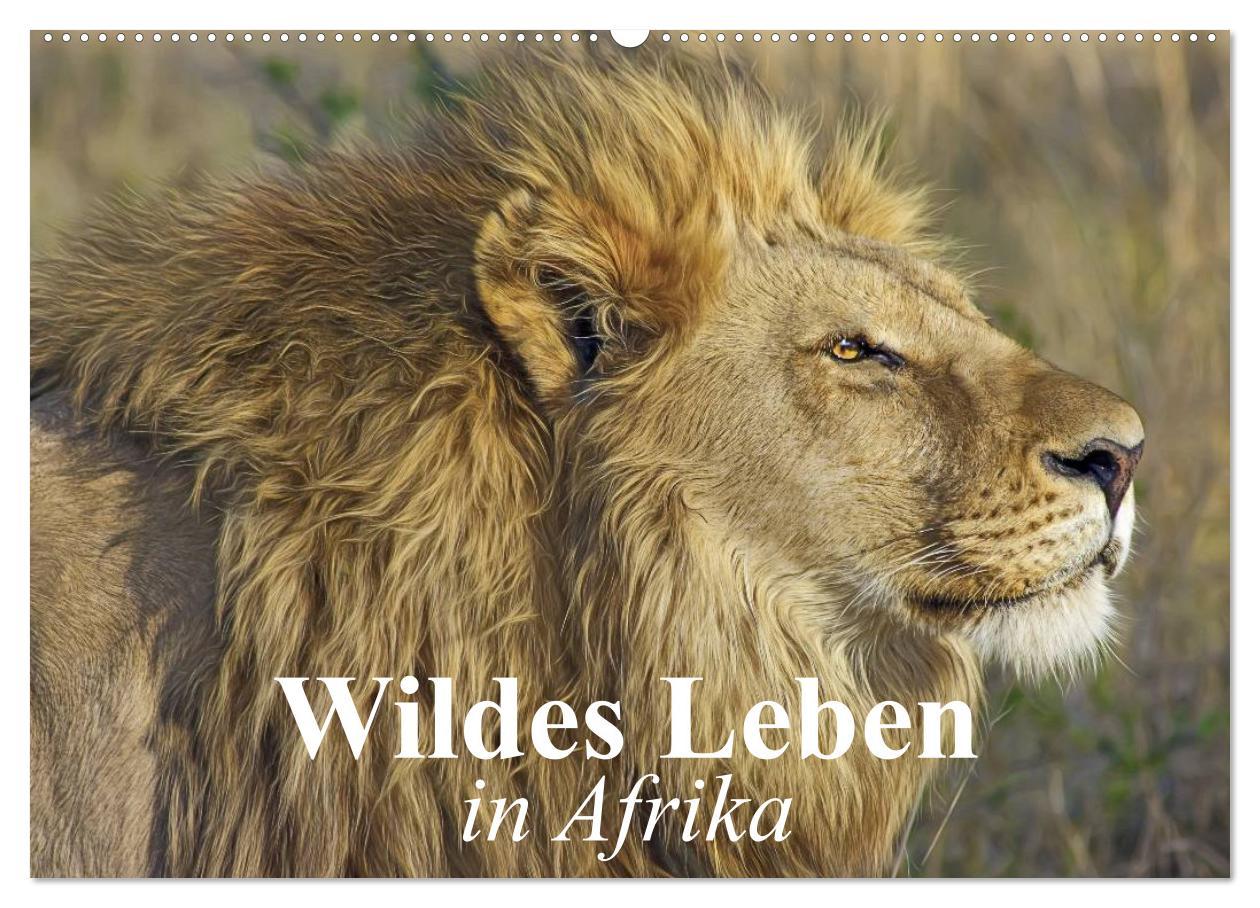 Cover: 9783435631711 | Wildes Leben in Afrika (Wandkalender 2025 DIN A2 quer), CALVENDO...