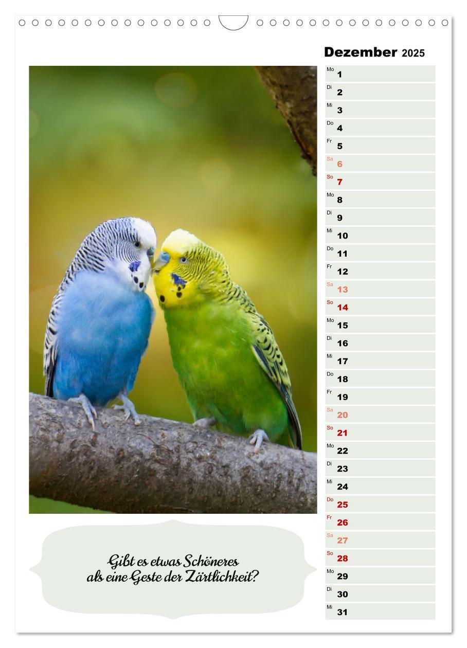 Bild: 9783435890620 | Niedliche Wellensittiche (Wandkalender 2025 DIN A3 hoch), CALVENDO...