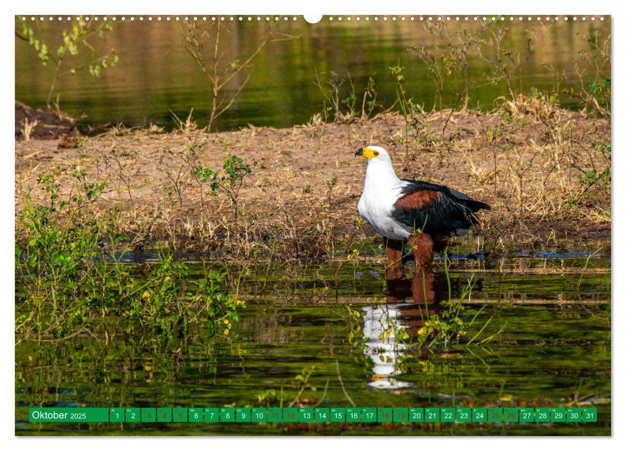 Bild: 9783383893650 | Greifvögel - wild und schön (Wandkalender 2025 DIN A2 quer),...