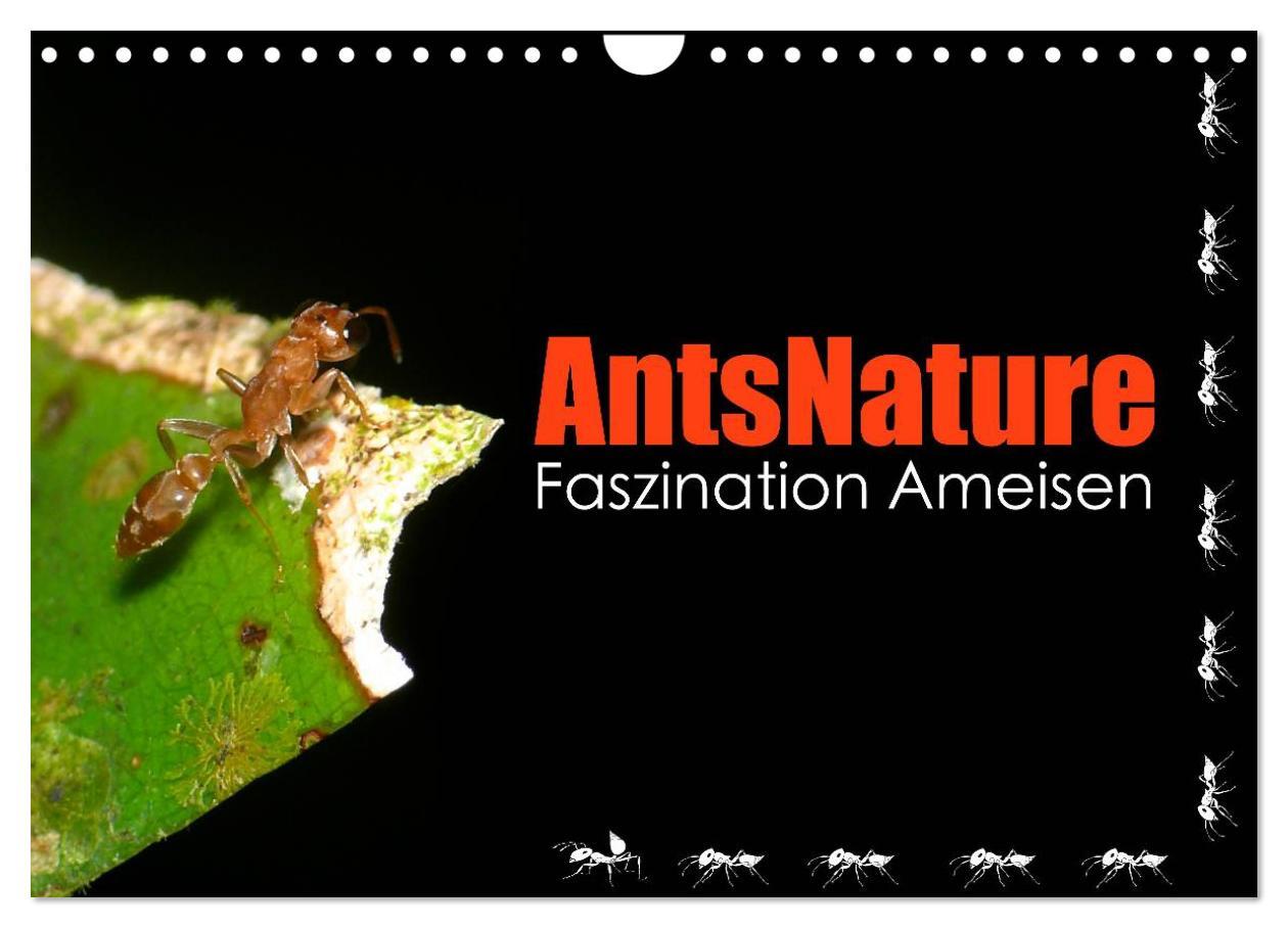 Cover: 9783435664153 | AntsNature - Faszination Ameisen (Wandkalender 2025 DIN A4 quer),...