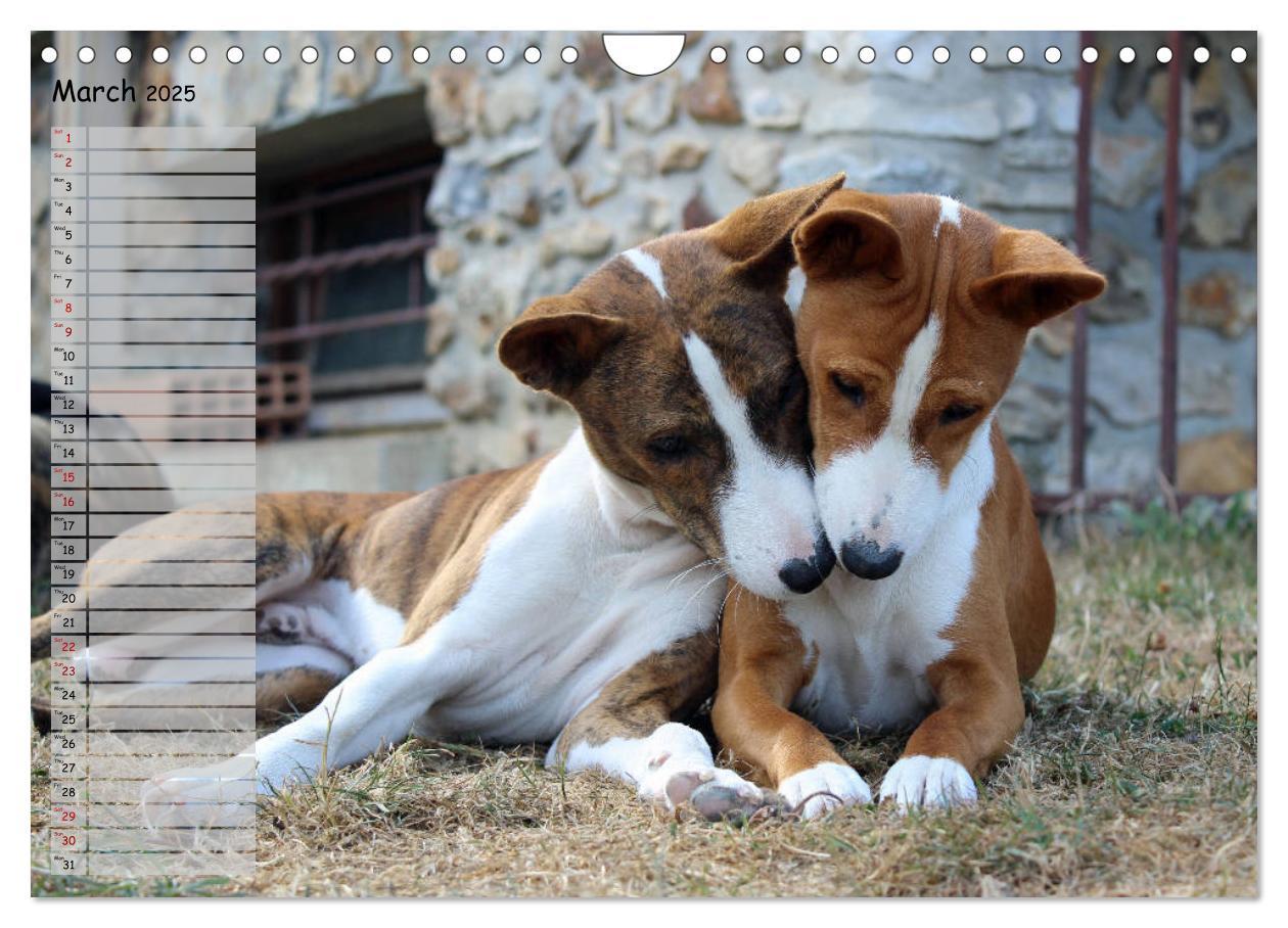 Bild: 9781325949748 | Basenji the African Barkless Dog (Wall Calendar 2025 DIN A4...