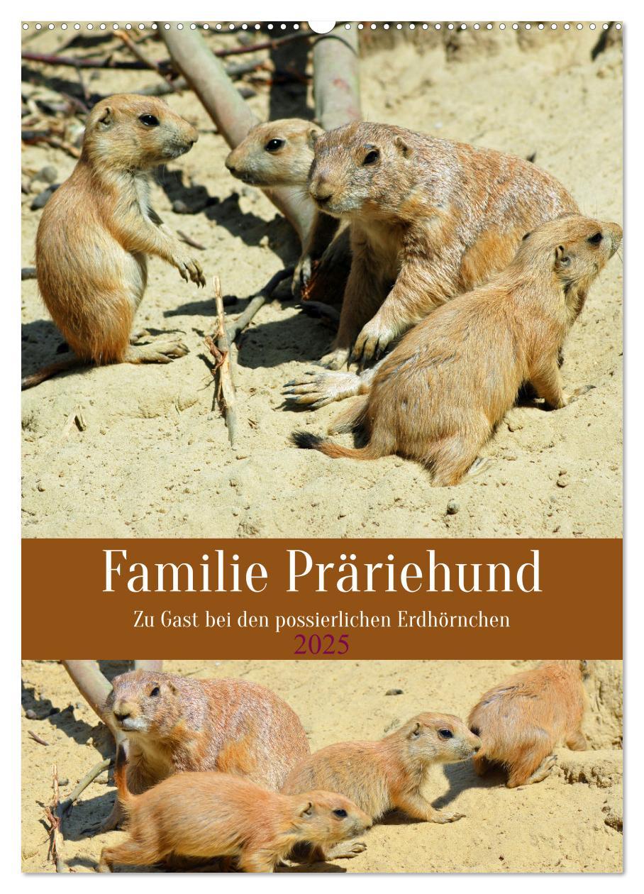 Cover: 9783435896721 | Familie Präriehund (Wandkalender 2025 DIN A2 hoch), CALVENDO...