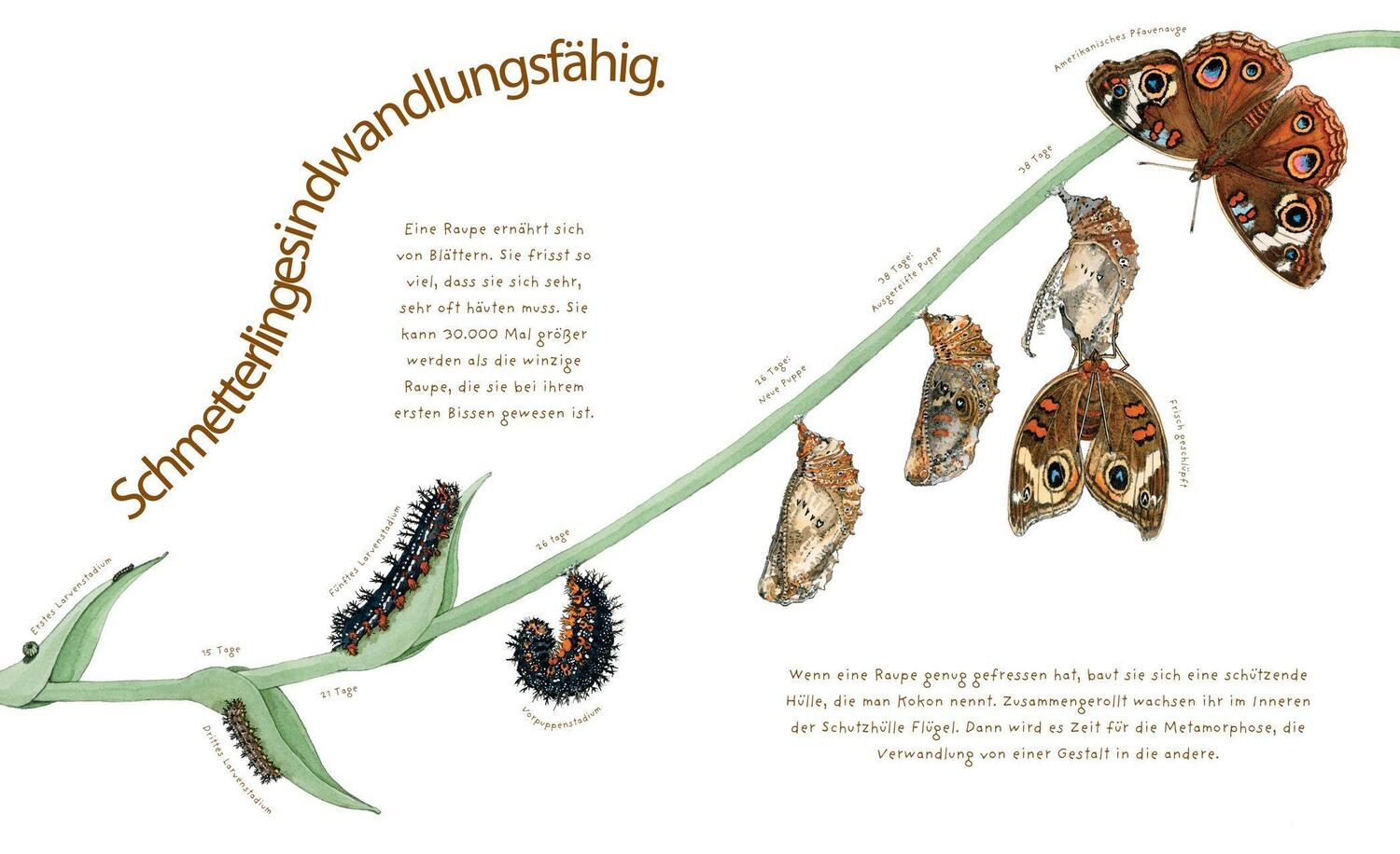 Bild: 9783785587508 | Das wundersame Leben der Schmetterlinge | Dianna Aston | Buch | 2017