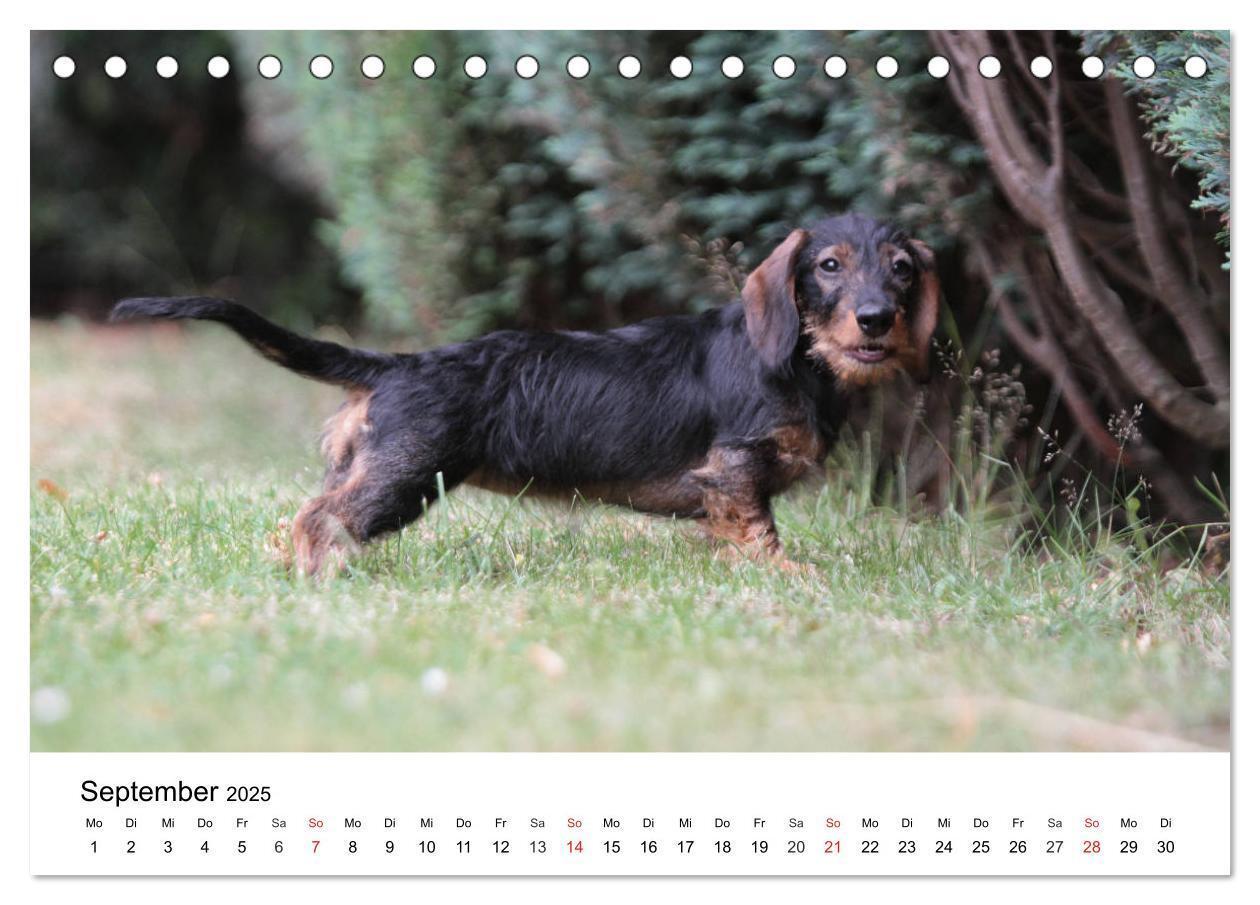 Bild: 9783435170203 | Ein Dackelkind blickt zurück (Tischkalender 2025 DIN A5 quer),...