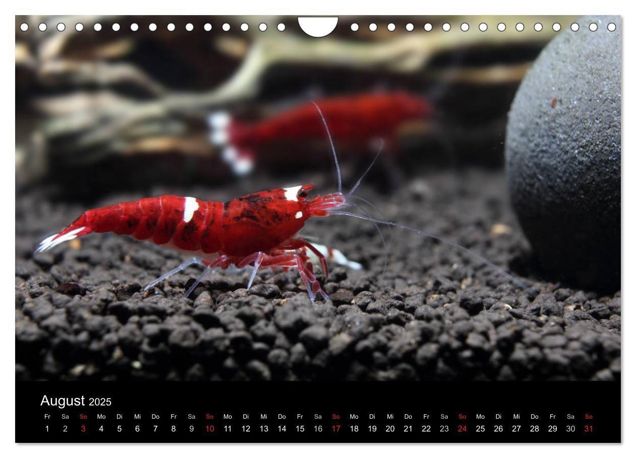 Bild: 9783435562060 | Zwerggarnelen - gepanzerte Juwelen im Aquarium (Wandkalender 2025...