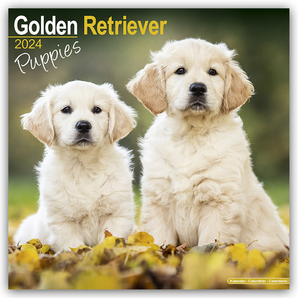 Cover: 9781804601129 | Golden Retriever Puppies - Golden Retriever-Welpen 2024 -...