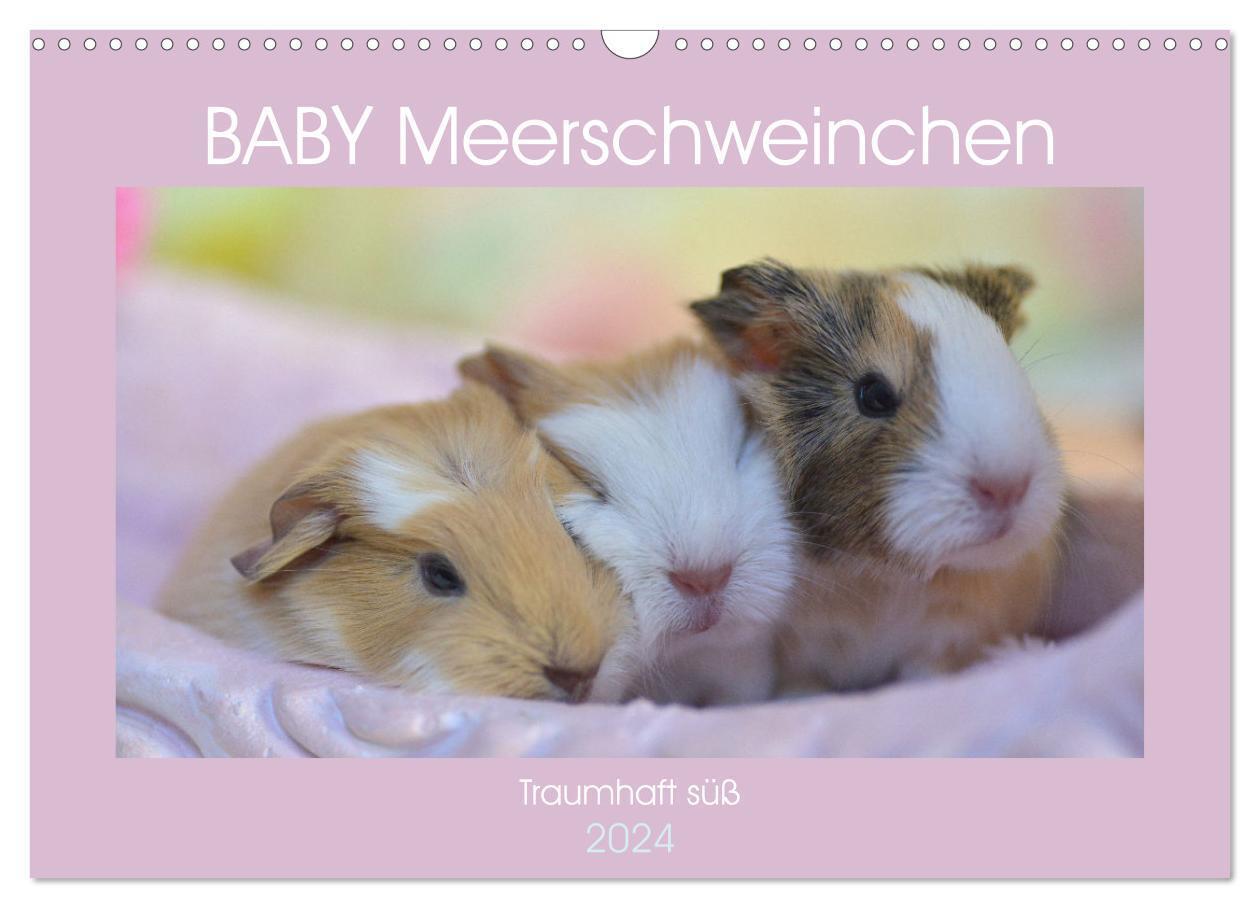 Cover: 9783675551091 | BABY Meerschweinchen Traumhaft süß (Wandkalender 2024 DIN A3 quer),...