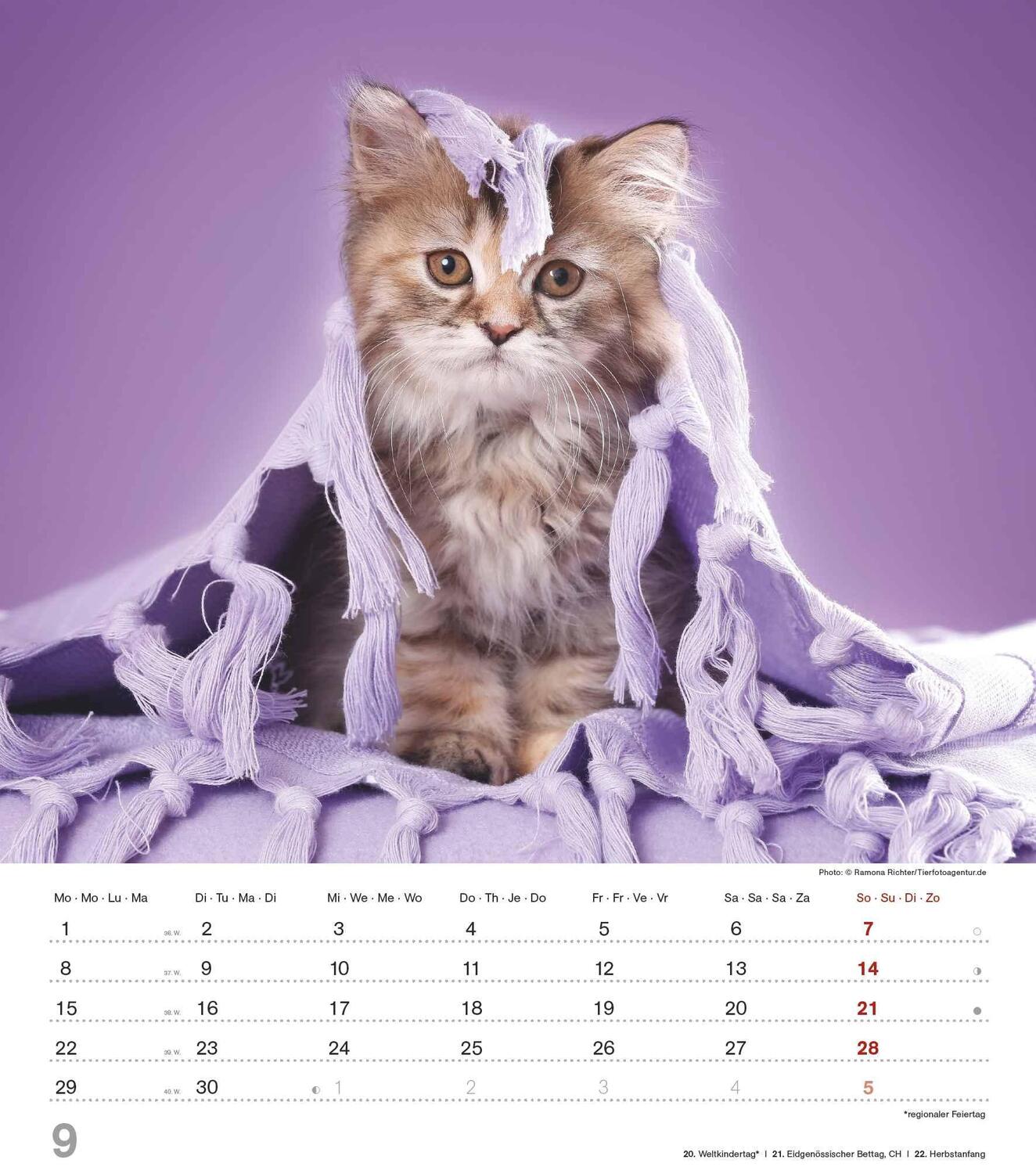 Bild: 4251732342159 | Niedliche Katzenkinder 2025 - Wand-Kalender - Tier-Kalender - 30x34