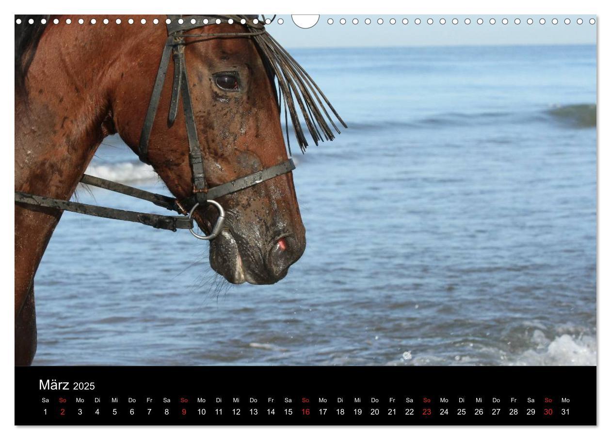 Bild: 9783435566822 | Caballos Spanische Pferde 2025 (Wandkalender 2025 DIN A3 quer),...