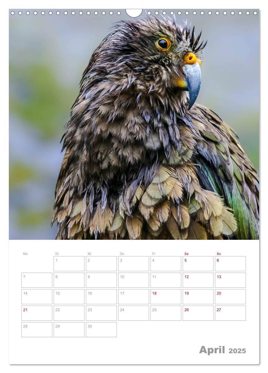 Bild: 9783435993871 | Kalenderplaner g'day Neuseeland 2025 (Wandkalender 2025 DIN A3...