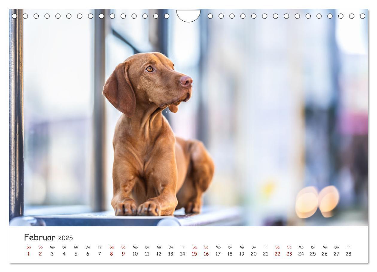 Bild: 9783457183526 | Berlin City Dogs - Berliner Hunde (Wandkalender 2025 DIN A4 quer),...