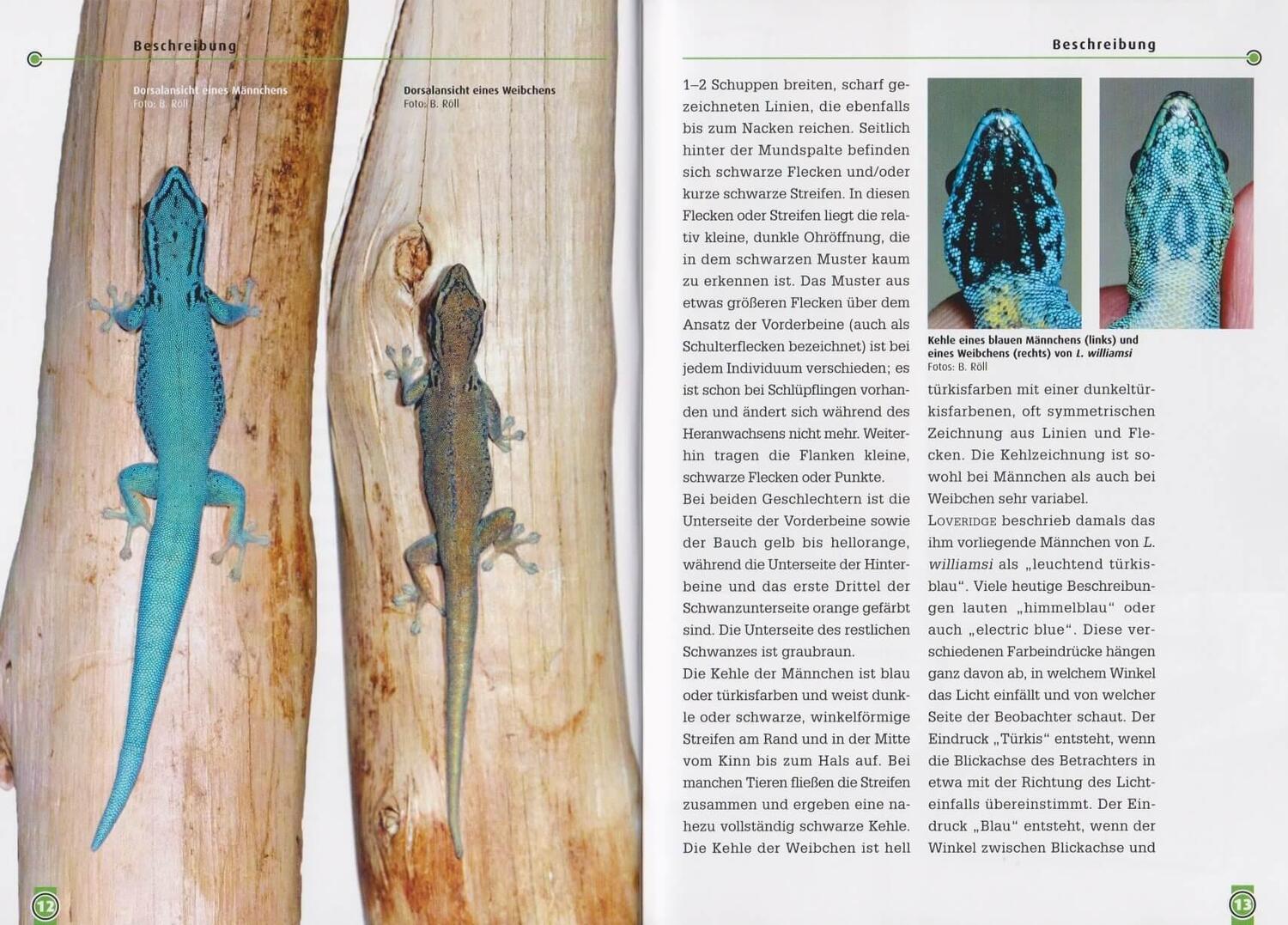 Bild: 9783866591738 | Art für Art: Der Türkisblaue Zwerggecko | Lygodactylus williamsi