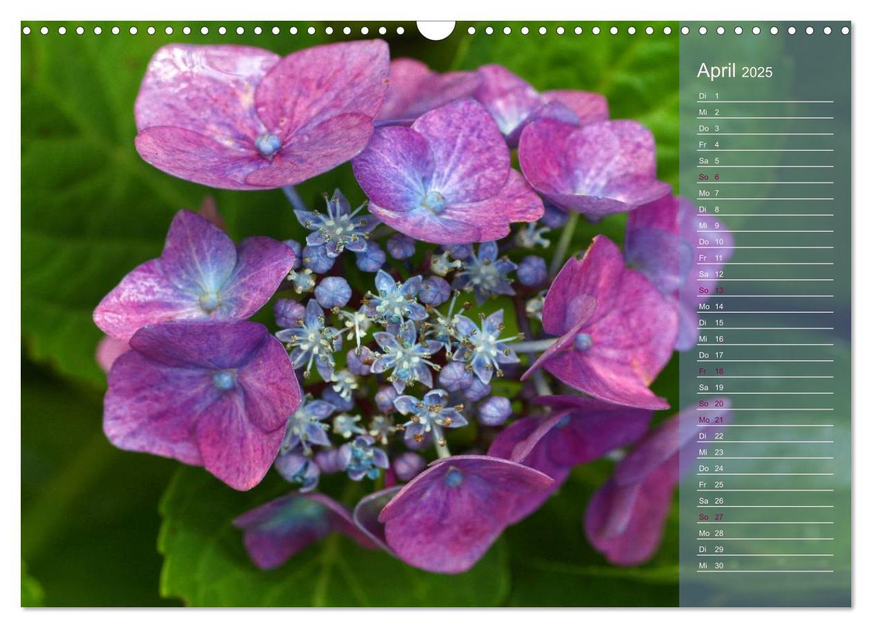 Bild: 9783435734283 | Hortensien / Geburtstagskalender (Wandkalender 2025 DIN A3 quer),...