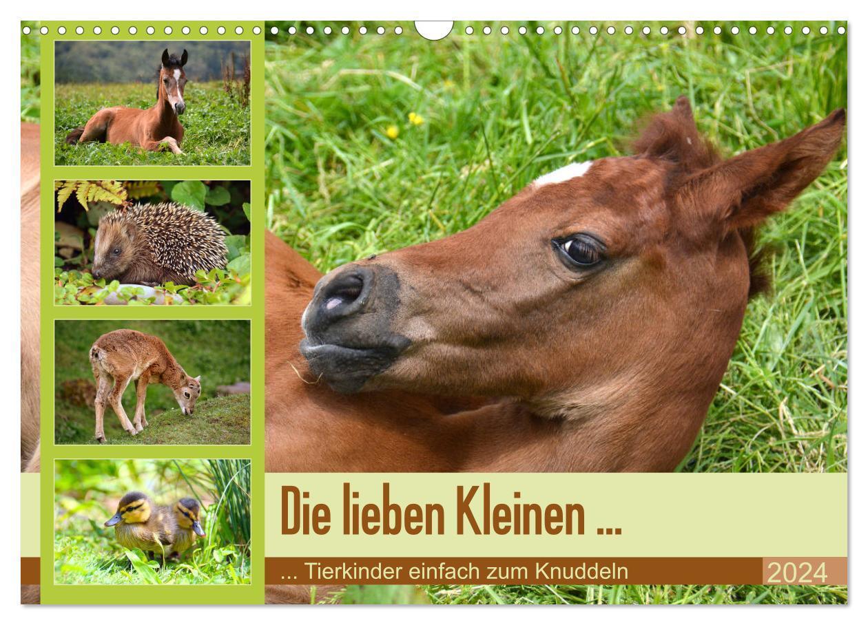 Cover: 9783383143243 | Die lieben Kleinen ... Tierkinder einfach zum Knuddeln...
